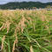 キヌヒカリ玄米5kg🌾橙心🌾令和7年度産新米🌾淡路島からの新米キヌヒカリ〜玄米 キヌヒカリ玄米5kg 米・穀物/玄米通販