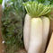 葉付き大根セット5kg 5kg 野菜/大根通販