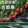 冷凍いちご 冷凍いちご２kg（１kg×２袋） 果物/いちご通販