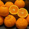 【愛媛の不知火】（デコポン）🍊いかがでしょう🍊（3.0k入） 3.0k 果物/オレンジ・その他みかん通販