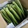 夏野菜の定番おくら詰合せ 1㎏　おくら50～70本前後 野菜/オクラ通販
