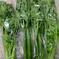 ちょっと小ぶりなセロリ500ｇ～600ｇ 500ｇ～600ｇ 野菜/セロリ通販