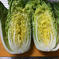 使いやすいサイズ感！ミニ白菜3玉 3玉 野菜/白菜通販