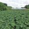 【鹿児島産】甘塩オクラ箱込み1キロ^_^ 箱込み1キロ前後（180本前後） 野菜/オクラ通販