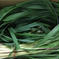 寛尚ファームのレモングラス300g 300g 野菜/ハーブ通販