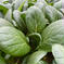 まずはお試し★【茨城県鉾田市産】小松菜2kg(200ｇ入り×10袋) 2kg 野菜/小松菜通販