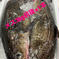 この時期限定‼︎ 今が旬! 南三陸産　メス　まるごと真鱈3kg前後×1本 3kg前後 魚介類/その他魚介通販
