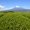 【ティーパック】お湯水出し煎茶2種/抹茶入り玄米茶/ほうじ茶/紅茶　（＋特別サービス） [煎茶 5g×20個入 １パック][煎茶 3g×20個入 １パック] [抹茶入り玄米茶 3g×20個入 １パック] [ほうじ茶 3g×12個入 １パック] +サービスパック[春摘み紅茶 3g×7個入 １パック] お茶/お茶セット・詰め合わせ通販