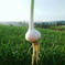 【サービスあり】南国高知の新にんにく・生にんにく　2ｋｇ 2㎏ 野菜/にんにく通販