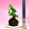 【1点限定　早い者勝ち！】苔玉　ハリツルマサキ 高さ20 ㌢　重さ約300㌘ 花・植物/花・植物通販