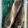 幻の天然魚【白櫻 - HAKUOU - 】活〆放血根付きほっけ 350g✖️3枚 魚介類/魚介の加工品通販