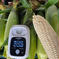 ●がぶりつき推奨●生のまま！糖度20度！まるでスイーツ！プレミアムホワイトコーン🌽Lサイズ以上5本 Lサイズ以上5本 野菜/とうもろこし通販