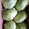 【なべくら高原産】ひぐらし農場の寒玉キャベツ!甘くて柔らか！箱に入るだけ!（大） 10kg以内 野菜/キャベツ通販