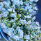 1度で4回楽しめるお花♪仏花にも使える◎デルフィニウム　薄水色　60cm　10本 10本 花・植物/花・植物通販