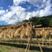 【三重県 熊野産】無農薬栽培　天日干し　六条麦茶 (150g×2個＋300g1個セット) お茶/その他のお茶通販