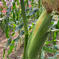 😈秋もろこし🌽こぉぉもの😂【本日限定.夕方便.送料込み】 12-13本　4.0kg前後 野菜/とうもろこし通販