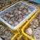 船橋三番瀬産ホンビノス貝(1個75～95g)30個入り 30個入り(1個75～95g) 魚介類/ホンビノス通販