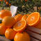【希少価値の高い】🍊はれひめ🍊（5.0k入） 5.0k入 果物/その他柑橘類通販