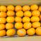 【選果落ち 訳あり商品】熊本県産  せとかみかん 約3kg 箱込み【003】 サイズ不揃い 熊本 九州 みかん 熊本産  蜜柑 食品 家庭用 訳あり 贈答不可 その他 果物 フルーツ  約3kg 箱込み 果物/オレンジ・その他みかん通販
