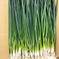 【国産新鮮青ネギ】3kg/兵庫県産 3kg 野菜/ねぎ通販