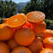 【愛媛県産せとか】春の王様🍊登場🍊です♪（2.5k入） 2.5k 果物/オレンジ・その他みかん通販