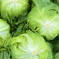 湧水育ちの朝採れレタス レタス12玉 野菜/レタス通販