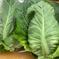 [冷蔵便]7つのお任せ野菜×2倍量！農薬・化学肥料不使用の野菜セット🥬 7つのお任せ×2倍量 野菜/野菜セット・詰め合わせ通販