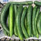 【1.5kg】露地きゅうり キュウリ1.5kg 野菜/きゅうり通販