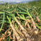 熊本マイルドにんにくL玉30個 L玉(直径6〜7cm)30個 野菜/にんにく通販