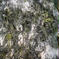 五つ星★天然塩ワカメ(2袋) 300g×2袋 魚介類/海藻通販