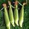 5月上旬発送予定🚩朝の採りたて発送！とうもろこし🌽10本 とうもろこし🌽10本 野菜/とうもろこし通販