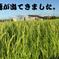 令和6年産 コシヒカリ 『自然の恵』特別栽培米 白米 15kg 15kg 米・穀物/米/精米通販