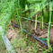 愛媛県西条産のアスパラガス春芽　1.7キロ 1.7キロ 野菜/アスパラガス通販