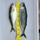 【お試し商品】養殖サバ１匹　養殖アジ１匹 0.9~1.2kg 魚介類/魚介セット・詰め合わせ通販