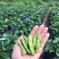 枝豆　2kg 2kg (500g×4袋) 野菜/豆類通販