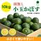 小さくて使いやすい！種無し小玉かぼす10kg（約200～300個） 種なし小玉かぼす10kg 果物/香酸柑橘(ライム・レモン等)通販