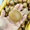 【4周年限定：超特価】小さめキウイフルーツ 大量 箱込み約10kg(推定100個以上) 果物/キウイフルーツ通販