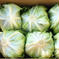 助けて下さい！シャキシャキレタス期間限定超特価！！ 12〜16個 野菜/レタス通販