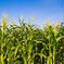 山梨県産とうもろこし🌽ゴールドラッシュ5kg箱 5kg 野菜/とうもろこし通販