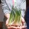 庄内あさつき　100g×５袋 100g×５袋 野菜/その他野菜通販