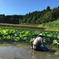 【自然栽培・在来種】神子原れんこん1kg(クール便) 1kg(クール便) 野菜/蓮根通販