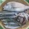 訳ありお魚ボックス３㌔以上 ３㌔以上 魚介類/魚介セット・詰め合わせ通販