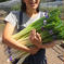 長ネギMサイズ（訳） 15束（4本1束）5kg 野菜/ねぎ通販