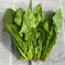 長野県産ほうれん草2kg越え 箱含め2kg弱 野菜/ほうれん草通販