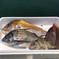 【瀬戸内海】お魚ボックス2.5キロ 鮮魚2.5キロ 魚介類/魚介セット・詰め合わせ通販
