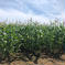 《北海道産》採れたて！とうもろこし15本(L,2L混合) とうもろこし15本 野菜/とうもろこし通販