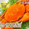 【幻のカニ】茹で堂満蟹(ドウマンガニ)　大サイズ600g～800g 600～800g 魚介類/カニ通販