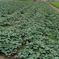 熟成さつまいも　姫あやか10k 10k 野菜/さつまいも通販