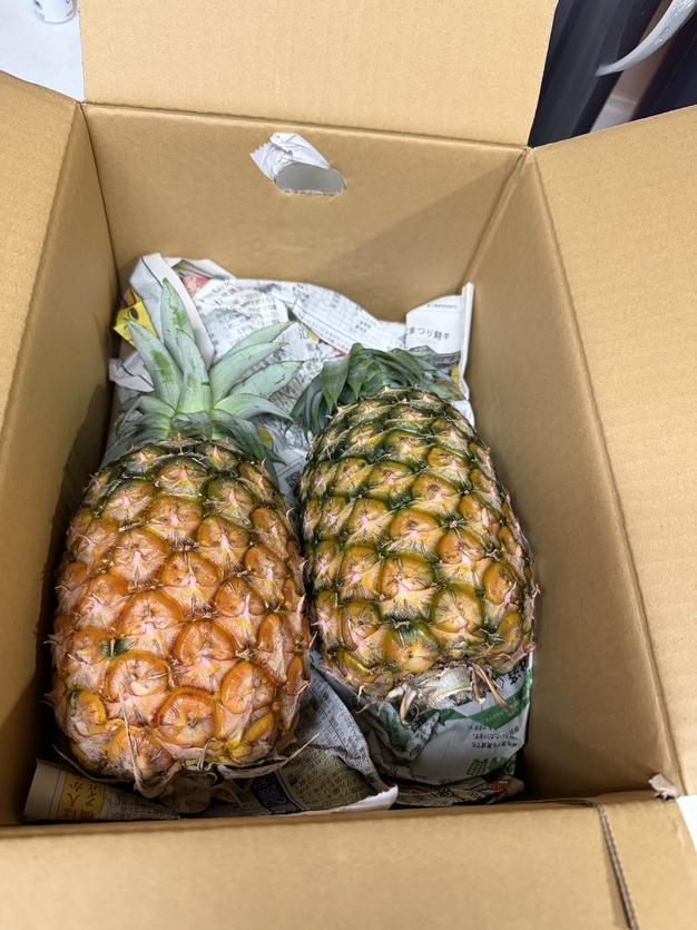 訳あり】ますみ農園の完熟アップルマンゴー約2kg（3〜7玉） ｜ 果物