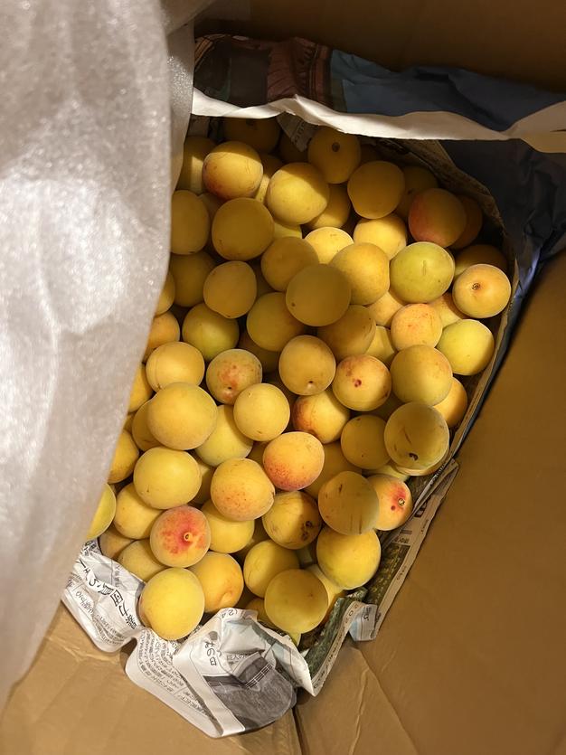 本日手摘み　無農薬 白加賀　青梅　B品　9.5キロ 食品 本日手摘み 無農薬 白加賀 青梅 B品 9.5キロ